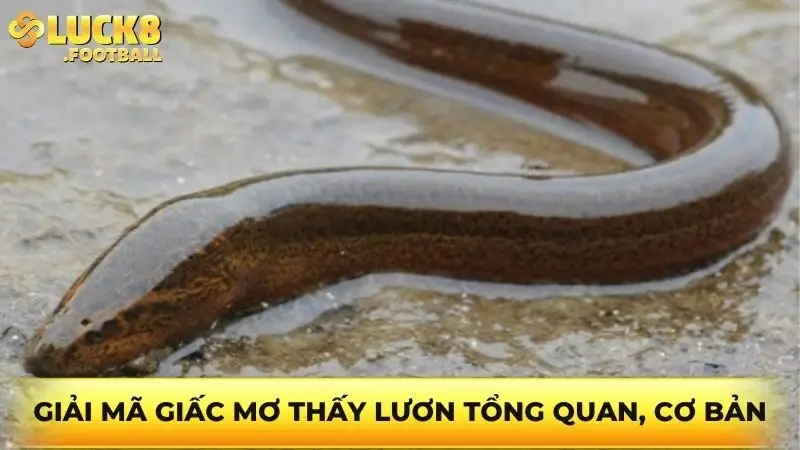 Giải mã giấc mơ thấy lươn tổng quan, cơ bản