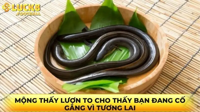 Mộng thấy lươn to cho thấy bạn đang cố gắng vì tương lai