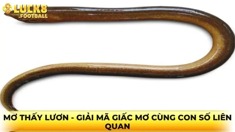 Mơ thấy lươn